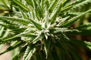 As Trump Feels ‘Pressure’ To Reschedule Marijuana, Transportation Secretary Worries About Sending Wrong Message To Youth