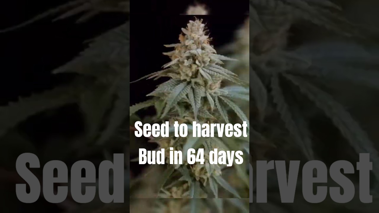 Blueberry Muffin Pheno Grow: Seed to Harvest in 64 Days 🌱🫐