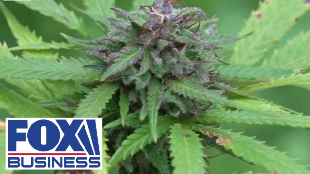 ScottsMiracle-Gro CEO speaks to Trump about marijuana legalization