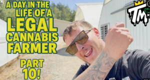 A Day in the Life of a Legal Cannabis Farmer