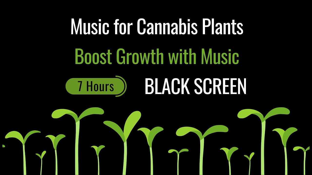 Music for Cannabis Grow 🌱 Stimulate Plant Growth and Massive Blooming | Black Screen