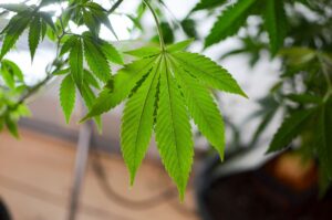 DEA Says Marijuana Rescheduling Appeal Process Remains Stalled Under New Administrator Who Pledged To Prioritize The Issue