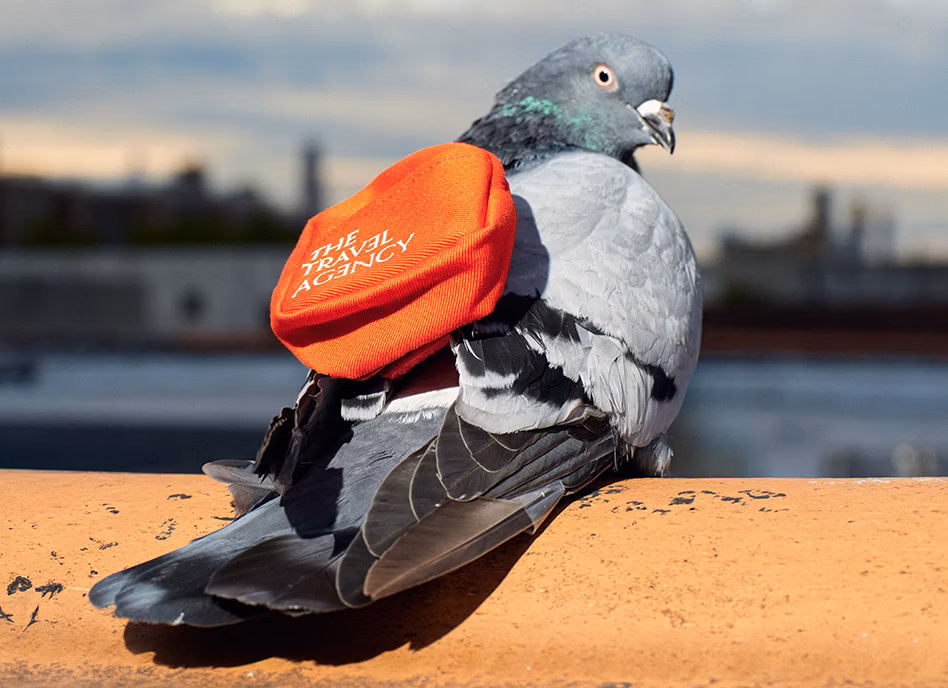 Pigeons Delivering Cannabis in New York? The Travel Agency Launches Newest Couriers