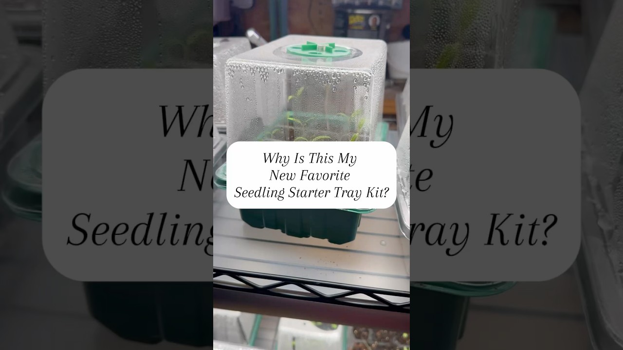 🌱 Best Seedling Starter Tray Kit! 🌟 Grow Light + Vent & Extra Height