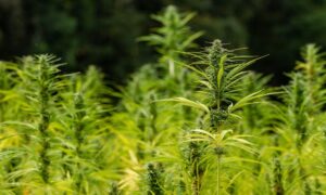 Hemp Industry Urges Trump To Stop Congress From ‘Reversing’ The Crop’s Legalization That He Signed Into Law