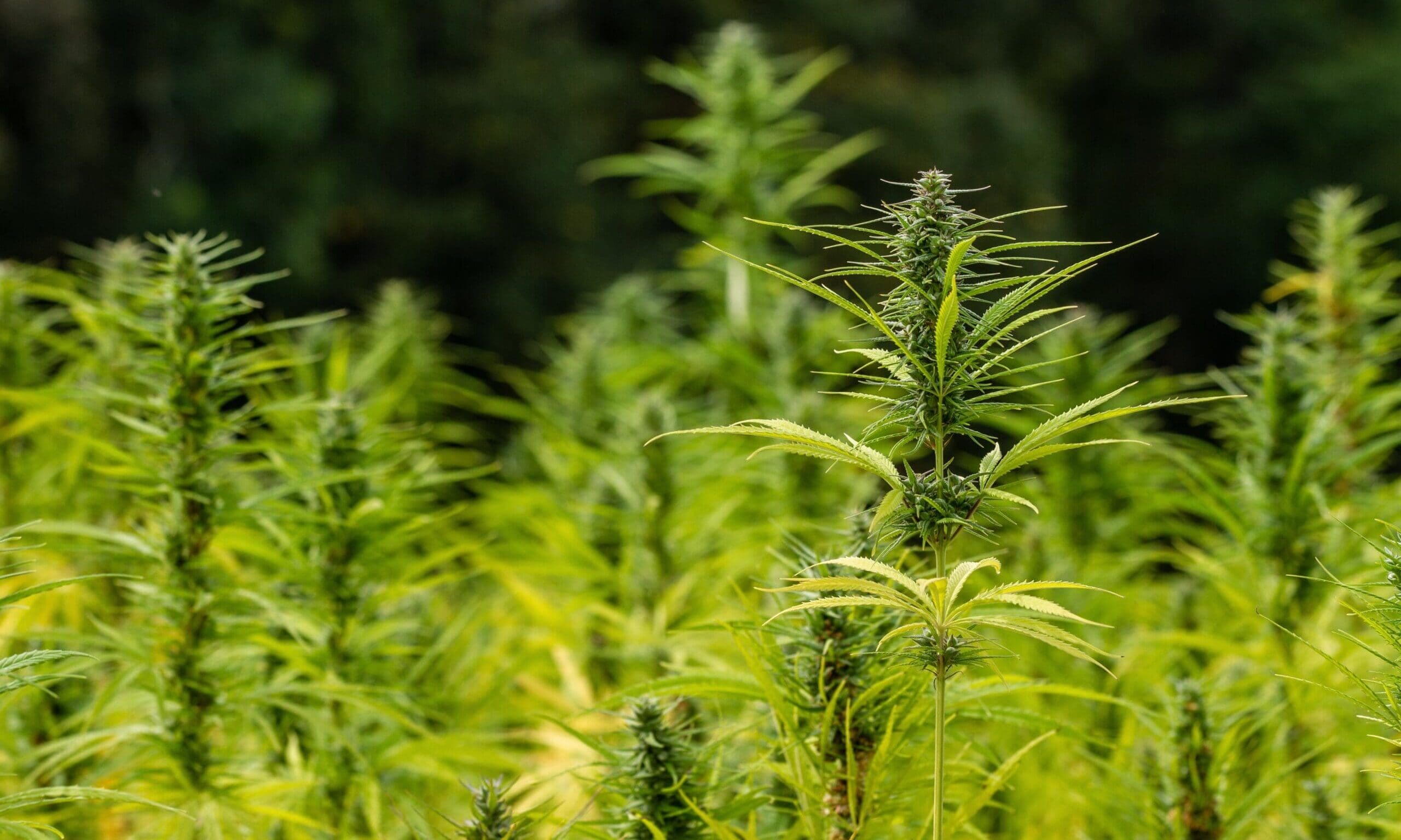 Hemp Industry Urges Trump To Stop Congress From ‘Reversing’ The Crop’s Legalization That He Signed Into Law