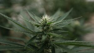 Nebraska Officials Award State’s First Medical Marijuana Business Licenses