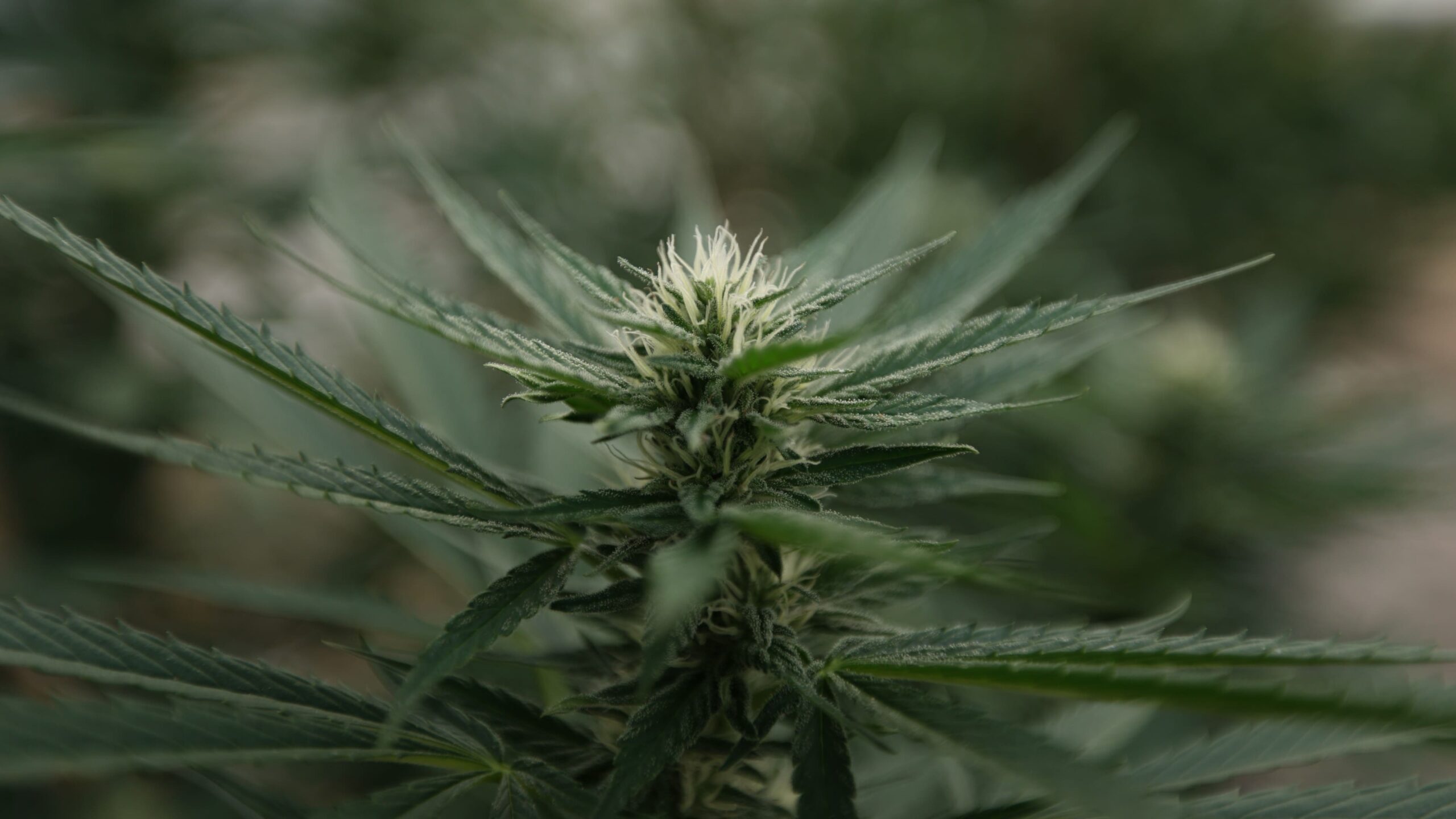 Nebraska Officials Award State’s First Medical Marijuana Business Licenses