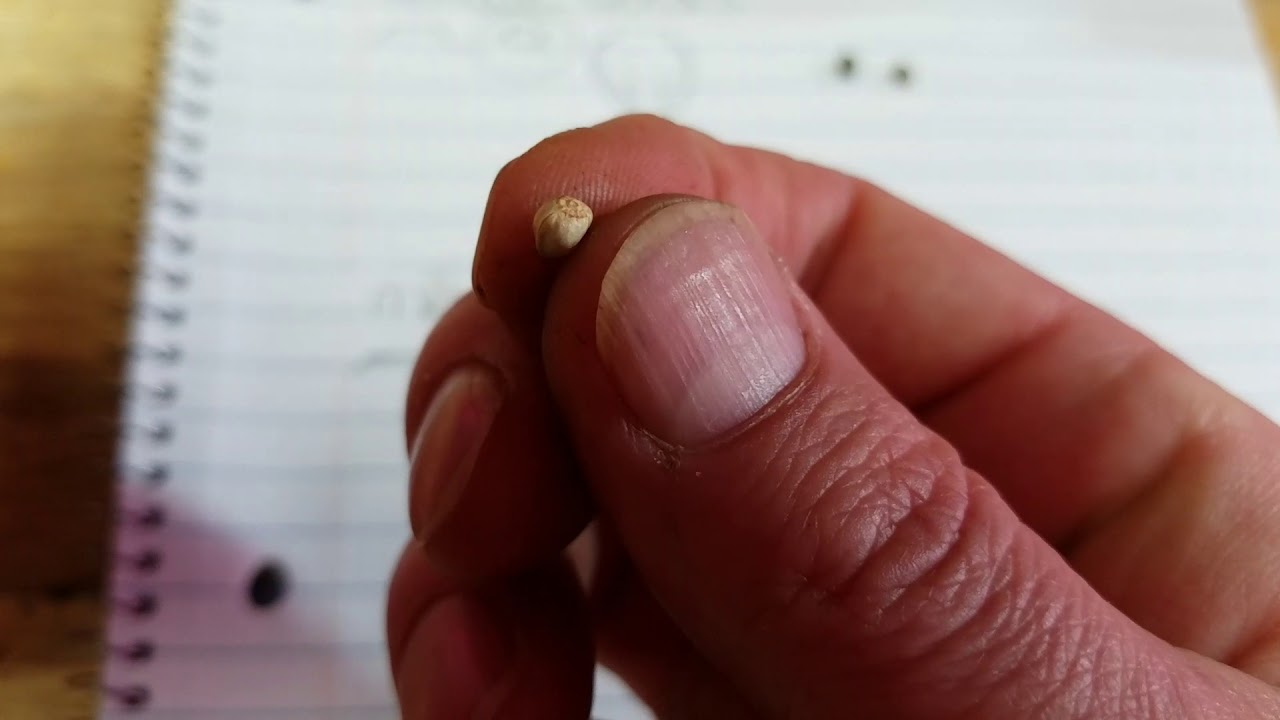 TwizTD TiPZ how to determine female from male seeds