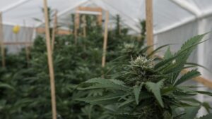 How Cannabis Regulators Can End The ‘Croptober’ Crisis Of Product Inversion (Op-Ed)
