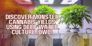 Discover Monster Cannabis Yields using Deep Water Culture (DWC)