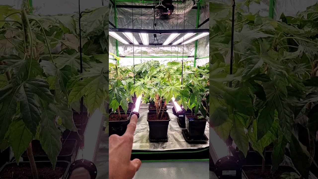 How to add Intracanopy grow light