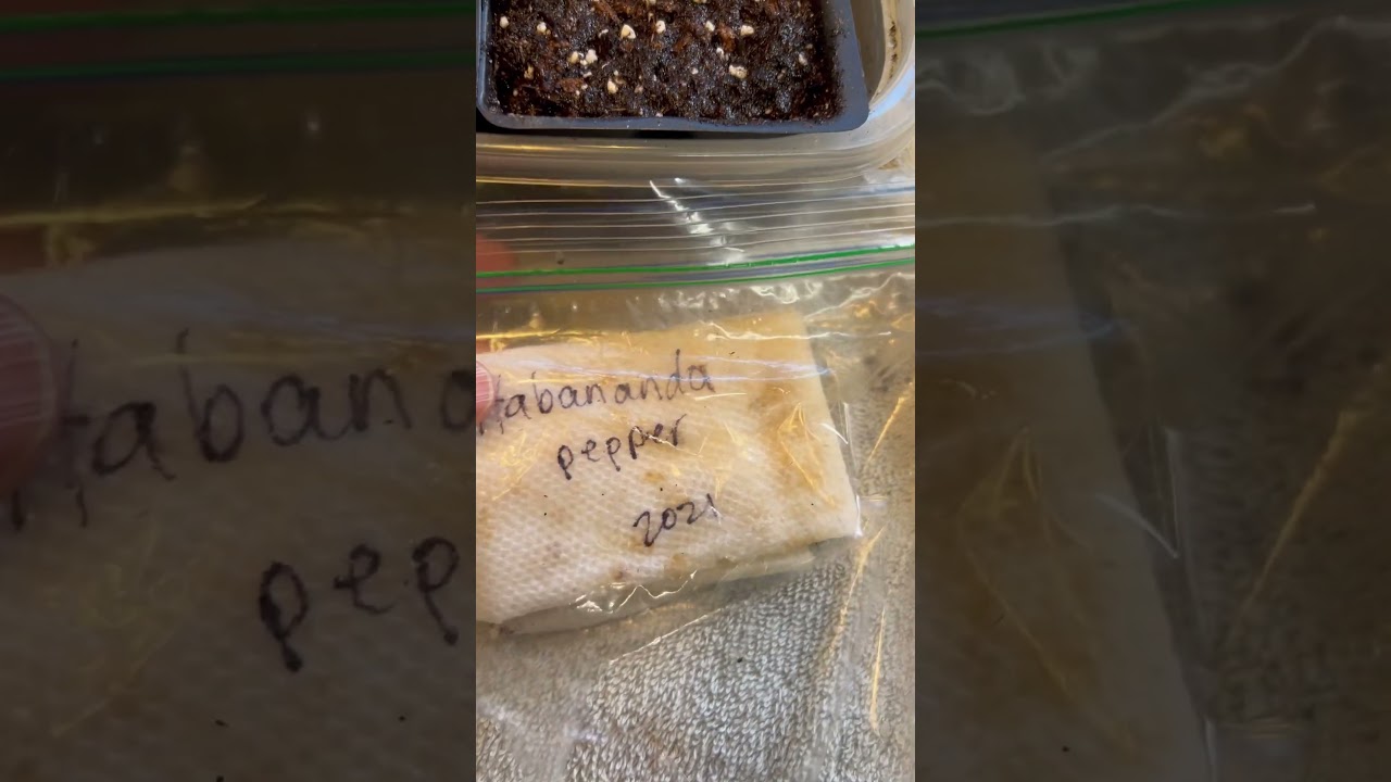 SEED STARTING SUCCESS!  Damp paper towel in plastic bag on heat mat. #gardening #germination