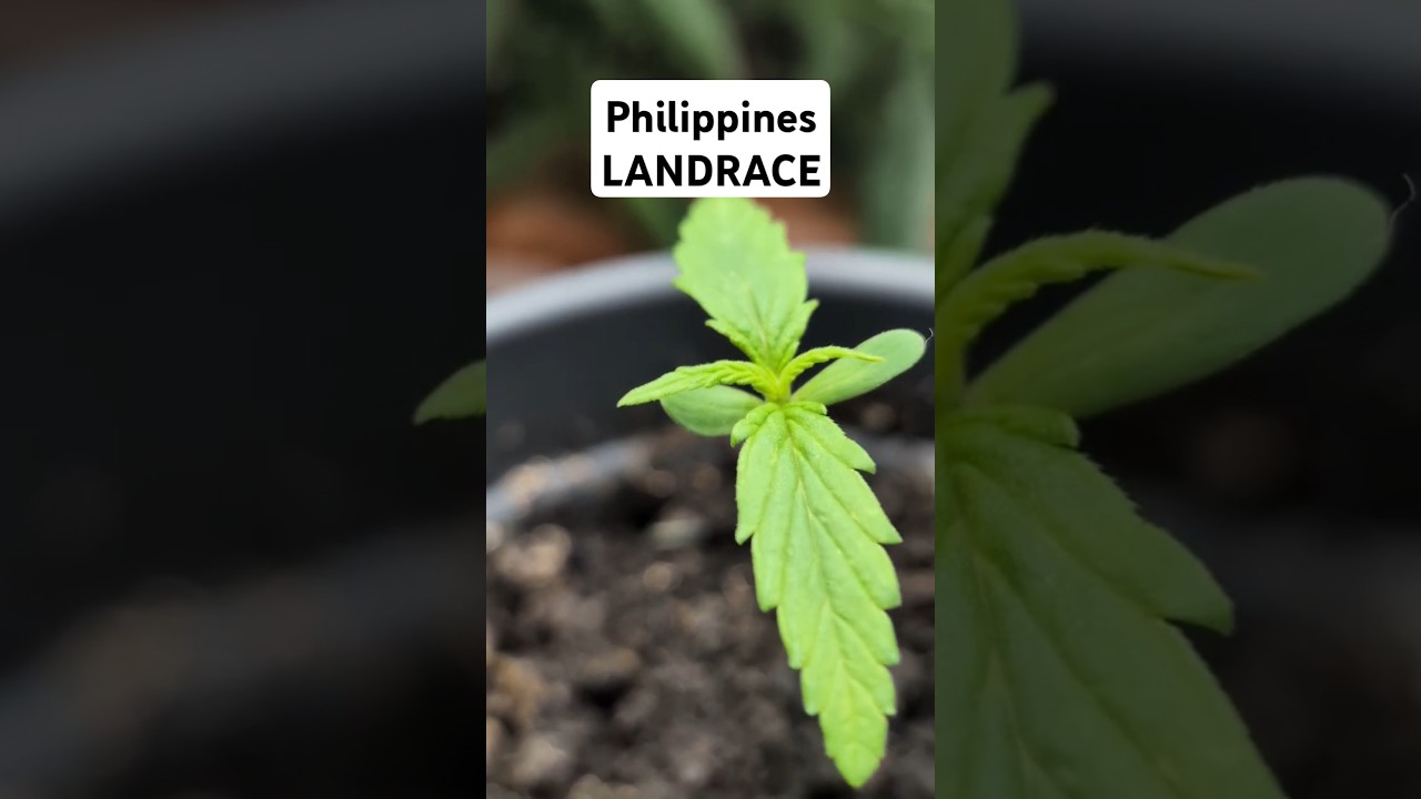 So keimen unsere Samen sicher & schnell! 🌱 | Grow Basics #1