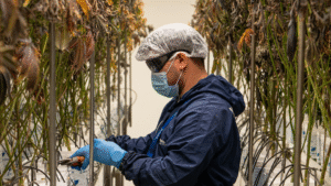Florida Senator Files Bills To Provide Employment And Parental Protections For Medical Marijuana Patients Ahead Of 2026 Session