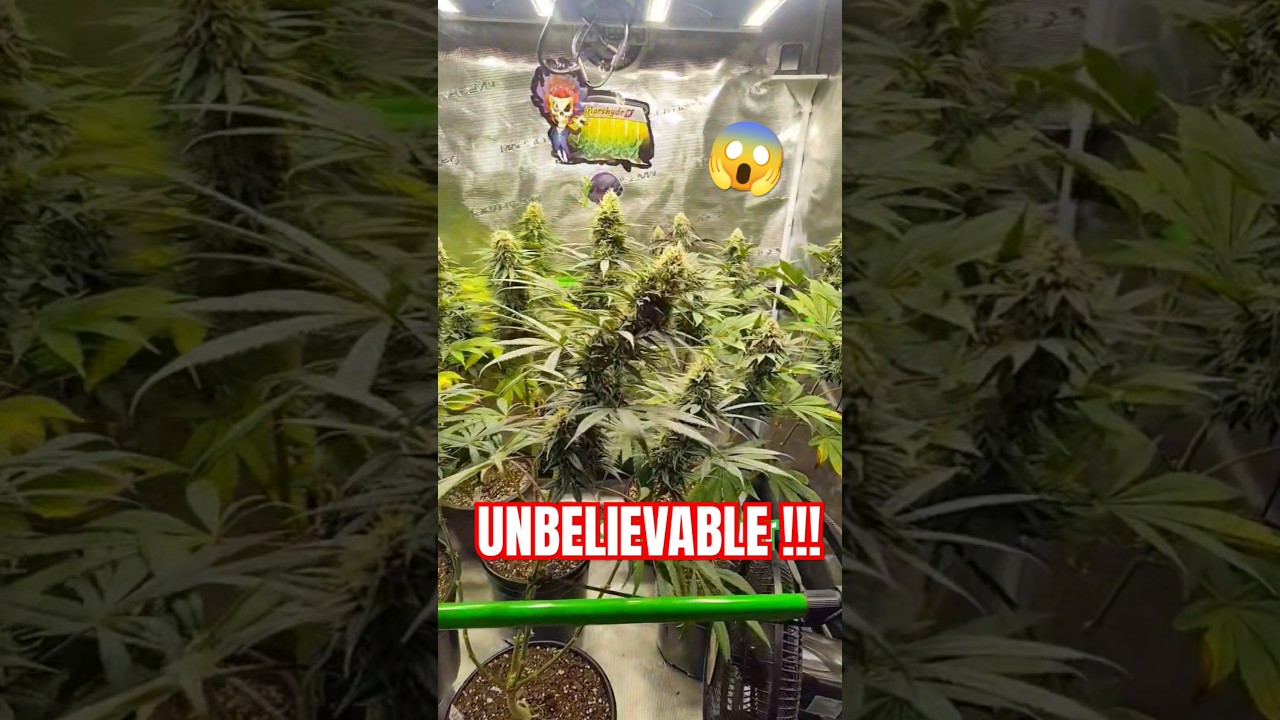 WORLD RECORD Cannabis 😱 5 Weeks Into Flower LED vs HPS! #cbd #ACINFINITY