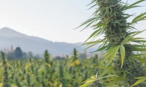 Cannabis Product Labels In Washington Could Be Required To Include Information On Harvest Dates