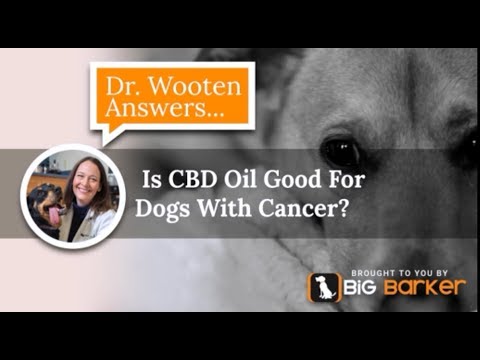 Is CBD Oil Good For Dogs With Cancer?