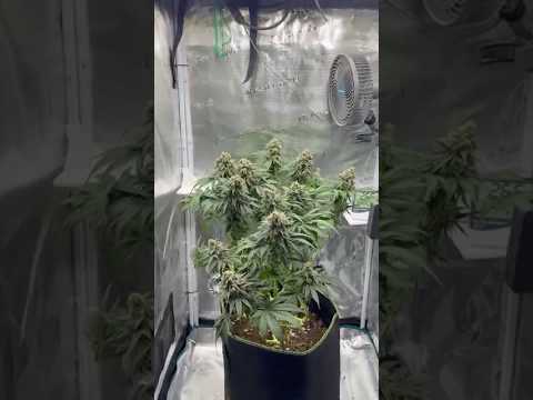 9. BW OG Kush - Royal Queen Seeds - 💯 Mars Hydro Grown - Living Soil Couple of Plants #cannabisgrow