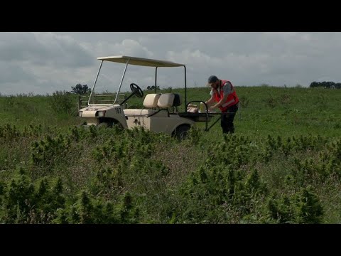 Wisconsin Farmers Legally Growing Hemp Must Pass THC Test