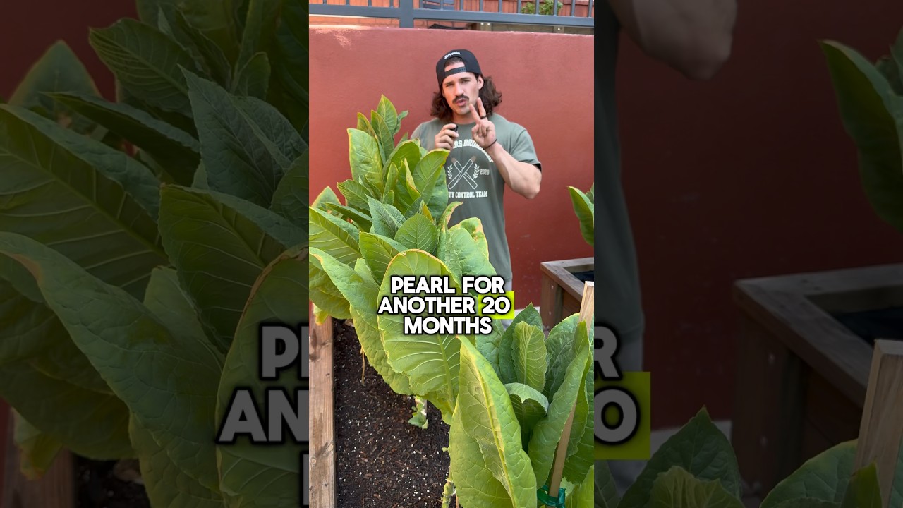 It takes over two years from seed to cigar