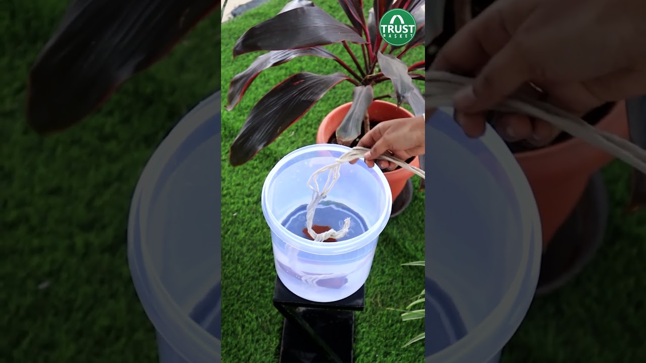 Hack to keep your plants watered on your vacation