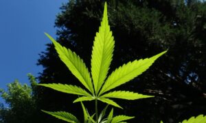 Virginia Gubernatorial Candidates Clash On Marijuana At Debate, With GOP Nominee Worrying Users Could ‘Blow Everything Up’