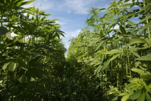 Texas Hemp And Alcohol Stakeholders Push Back On ‘Heavy Handed’ Proposed Rules In Meeting With Officials
