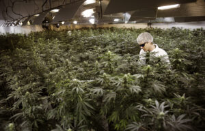Buy Weed Online