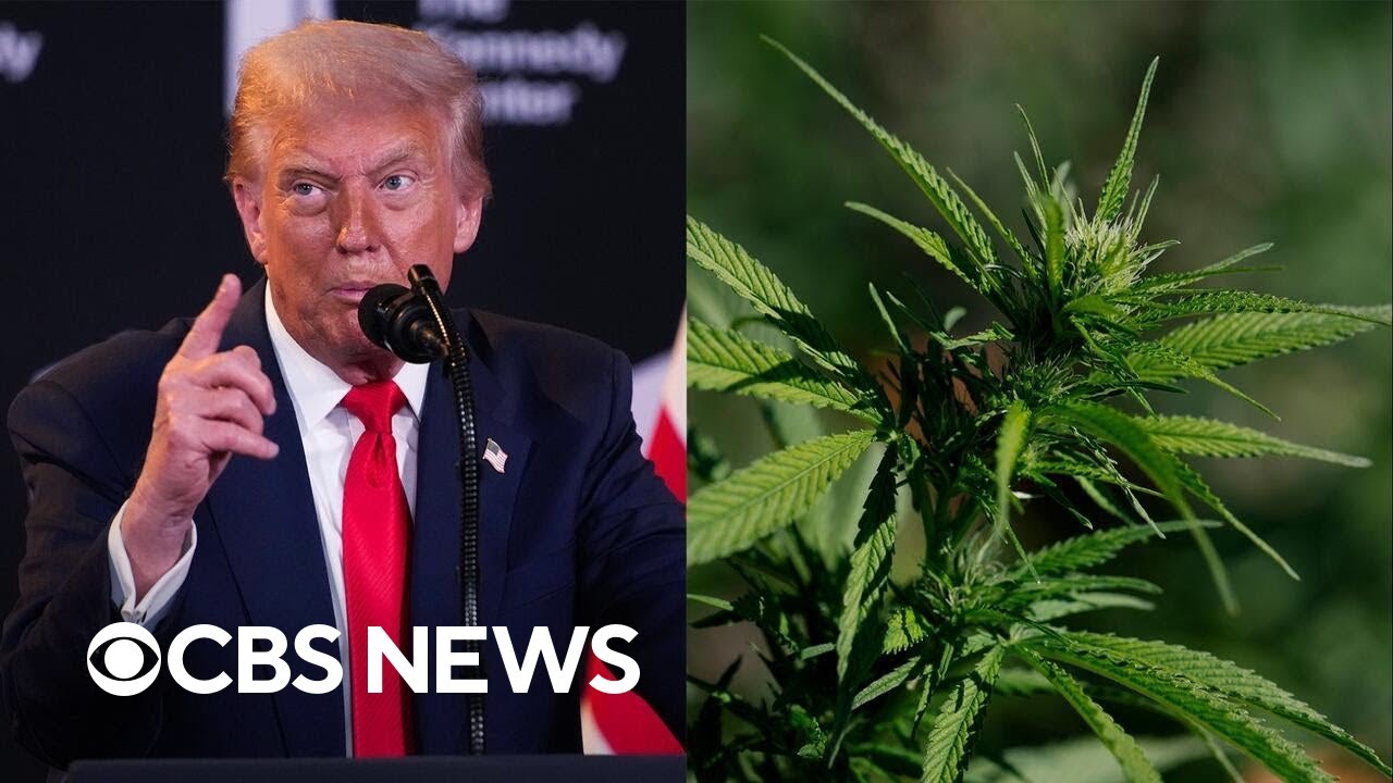 Trump considering marijuana reclassification
