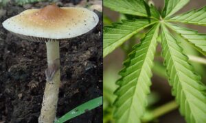 California Governor Signs Bill To Expedite Marijuana And Psychedelics Research