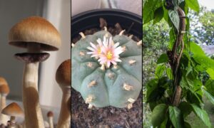 Psychedelics Show Promise As An ‘Entirely New Type Of Anti-Inflammatory Treatment,’ Research Suggests