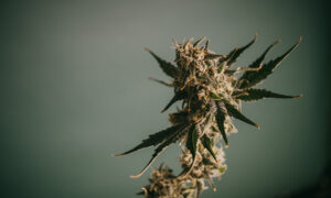 Your Home Grow Journey Starts With I Love Growing Marijuana