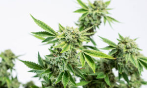 A cluster of bright green Gorilla Glue #5 plants rise up against a white background.
