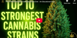 The 10 Most Powerful Cannabis Strains