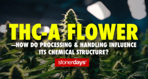THC-A Flower—How Do Processing & Handling Influence Its Chemical Structure?
