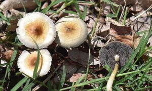 VA Official Says Federal Government Must ‘Gear Up’ For Expanding Psychedelic Medicine For Veterans