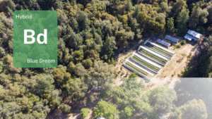 Blue Dream from Trinity County: See how Sol Spirit Farm uses innovative techniques to bring the legendary strain to life