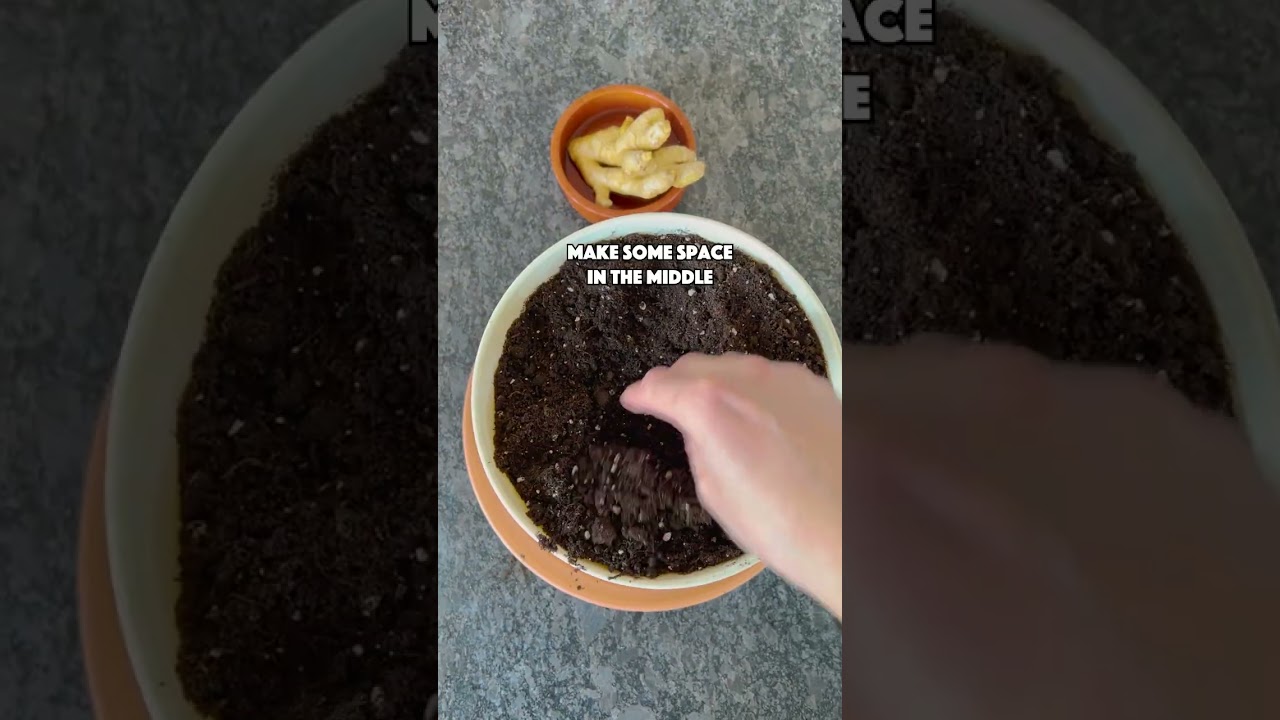 Grow your own Ginger at home 💚