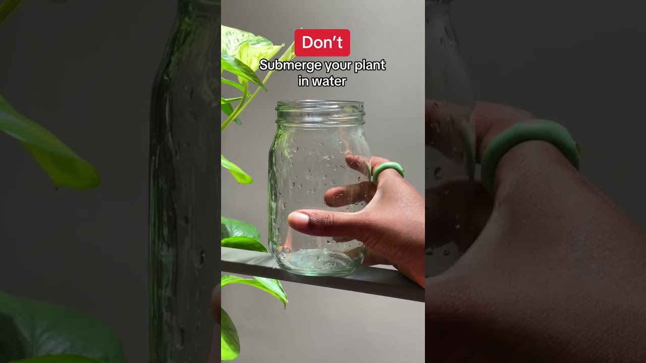 Pothos Plants 101 #shorts