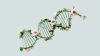 How Genomics is Shaping the Future of Cannabis Breeding