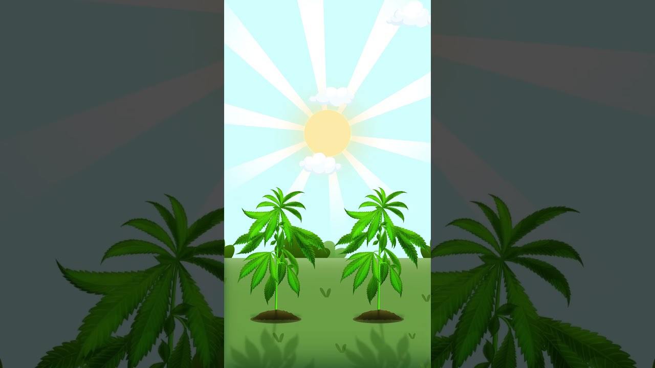 Indoor or Outdoor Growing? Pros & Cons!