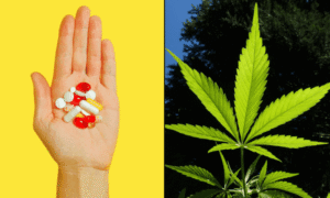 Legalizing Marijuana Helps Cancer Patients Reduce Opioid Use, Federally Funded Study Published By AMA Indicates