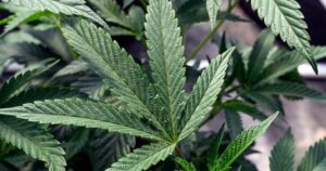 Porter enacts six-month moratorium on new cannabis facilities | Local News