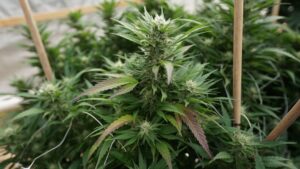 Nebraska Medical Marijuana Supporters Slam Restrictive Rules Proposed By Governor-Appointed Panel