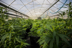 Legal disputes over legalizing recreational pot perk up as efforts resume to get measure before voters