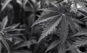 Massachusetts Ballot Campaign to End Adult-Use Cannabis Market ‘On Track’ to Collect Enough Signatures