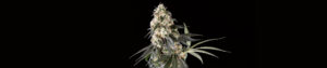 Blackberry Herer Feminized Grow Report
