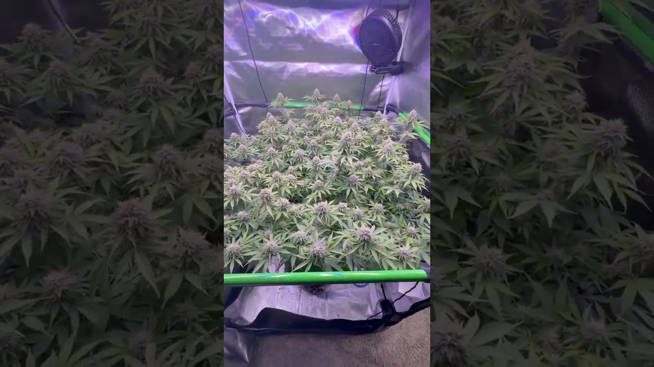#update #plants 🪴🌱#viralvideo #video #viral #shorts #short #shortvideo #trending #flowers #diy