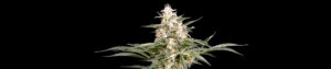 Grape Jam Feminized Grow Report